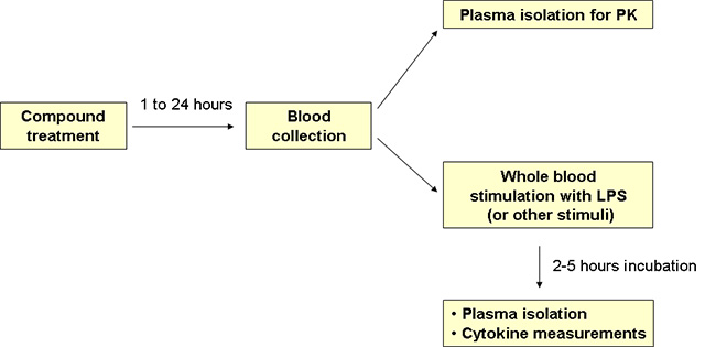 Ex vivo whole-blood LPS stimulation (Lewis rats)